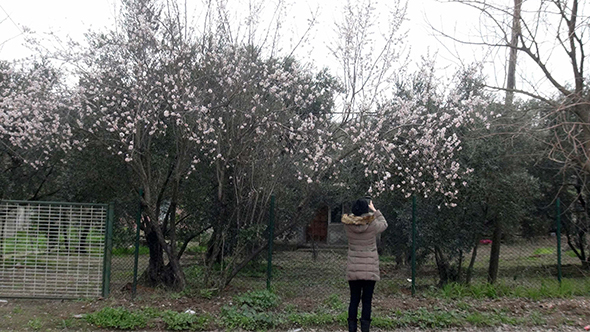 Balıkesir de ağaçlar mevsimleri şaşırdı!